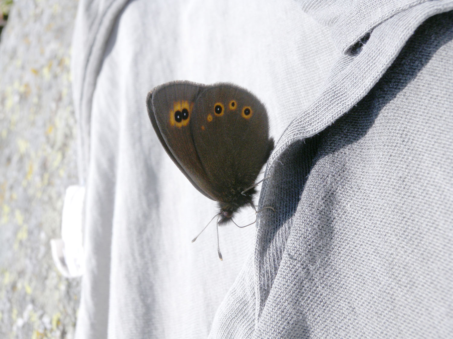 Erebia medusa